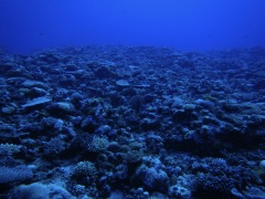Click for image